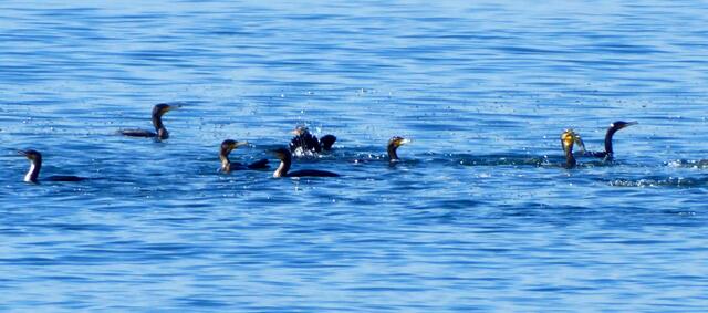 Kormorane an der Hagnauer Uferpromenade