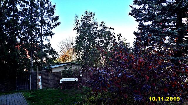 43  10.11.2019 - Sonntagsbilder - Fliederbaum (45) ! Temp: 4:17 1,7°C minus um 14:14 6,3°C plus und 17:46 2,8°C plus / Es werden Höchsttemperaturen von 8° (gefühlt: 8°) und leichte Brise (6 km/h) aus Westsüdwest mit schwachen Böen (13 km/h) erwartet. Es kommt zu Niederschlagsmengen von 0 l/m², die Niederschlagswahrscheinlichkeit beträgt 6%, die Sonne scheint 6,5 Stunden.