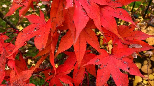 11.11.2019. St. Martin. In unserem Park.  5 Grad Celcius! Fächerahorn.