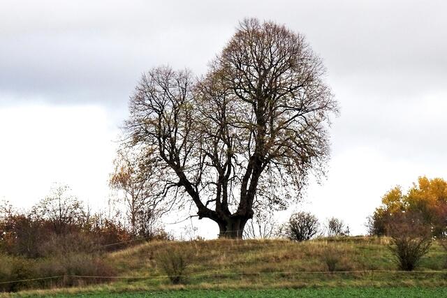 die Linde auf dem Zechenkopf