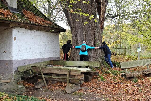 5 Wanderer/innen schafften es die Gerichtslinde von 1860 zu umfassen