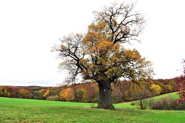 die Dicke Eiche