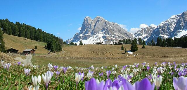 Am Peitlerkofel blühen die Krokusse. Man sollte die richtige Zeit erwischen. Sie blühen nur eine Woche in dieser Fülle und Schönheit. | Foto: Südtirol Werbung; kann geteilt werden.