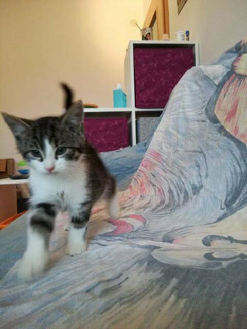 Dante (Pflegestelle)