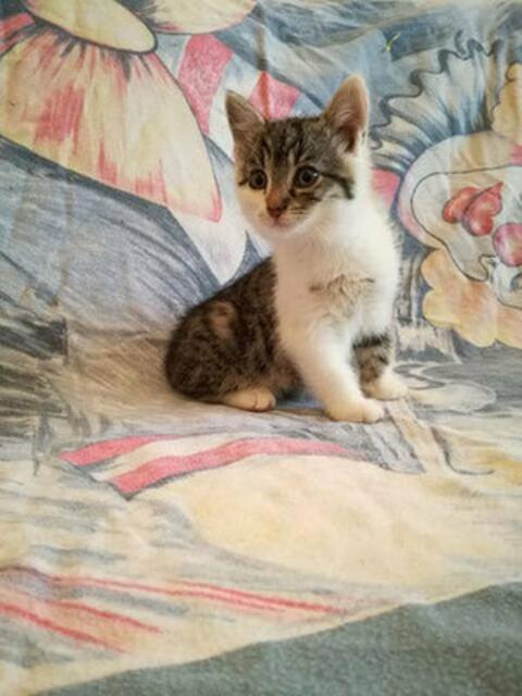 Daria (Pflegestelle)