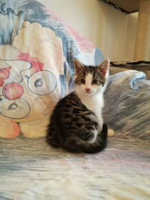 Denny (Pflegestelle)