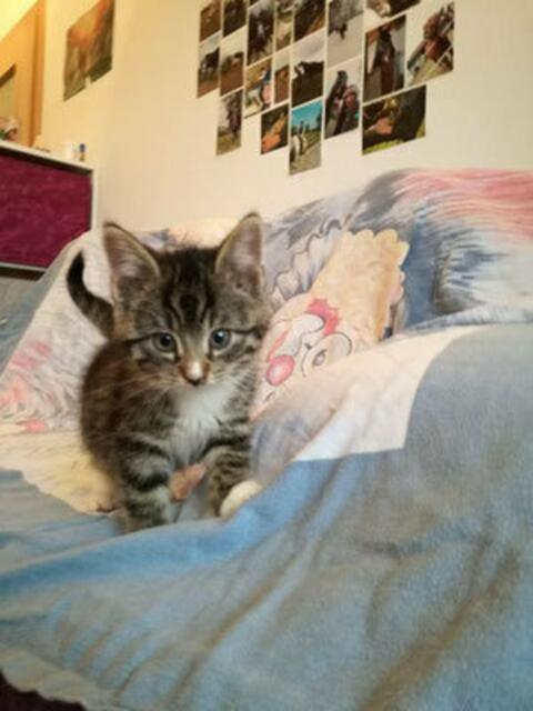 Dusty (Pflegestelle)