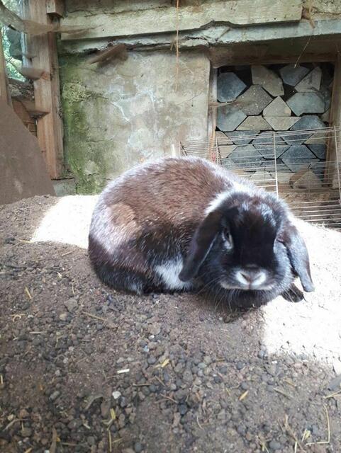 Hoppel (Pflegestelle)