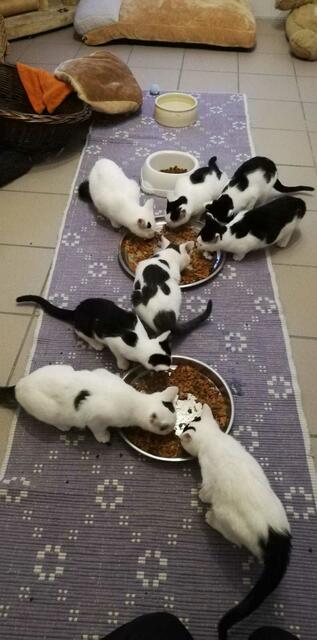 Finni, Fiona, Merlin, Felix, Fancy, Fabienne, Fraya, Fridolin, Flo