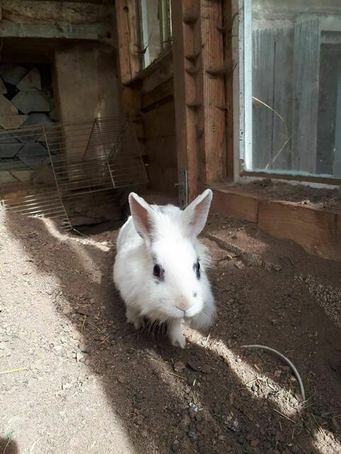 Bella (Pflegestelle)