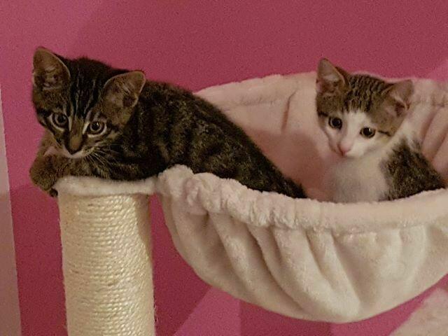 Aaron und Apollo (Pflegestelle)