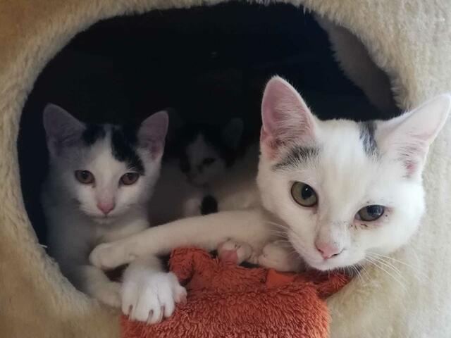 Finni, Fridolin und Felix