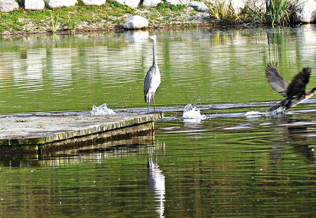 Die Tierwelt beim Rothsee