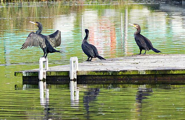 Die Tierwelt beim Rothsee