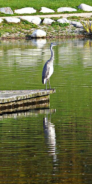 Die Tierwelt beim Rothsee