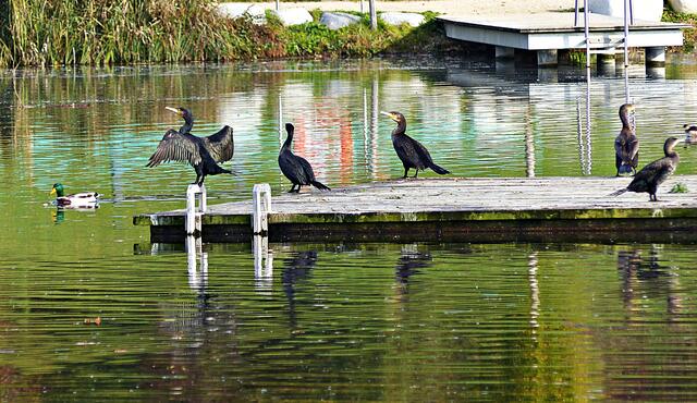 Die Tierwelt beim Rothsee
