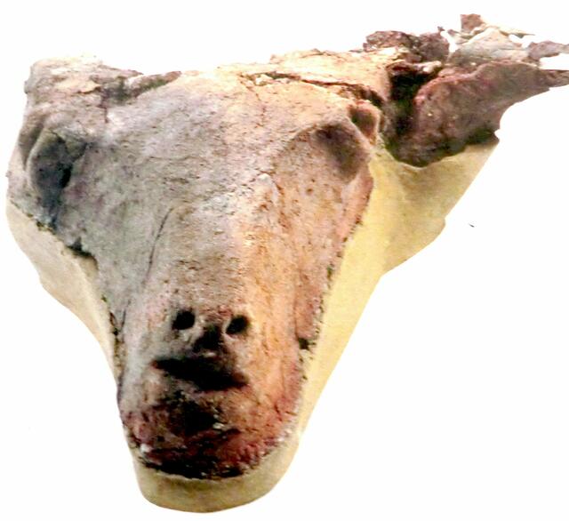 Büffelmaske mit Lehm übermodellierter Knochen Phillippi 5000 Jahre alt Cucuteni-kultur