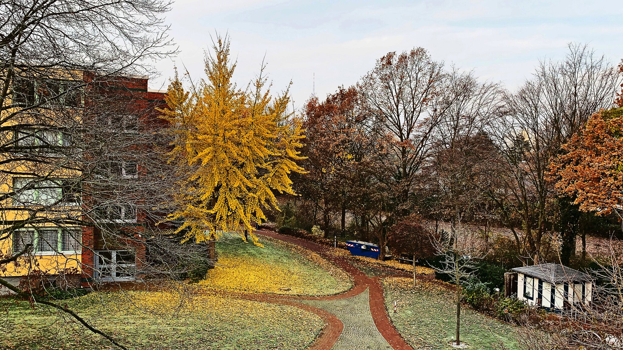 1. Dezember 2019. So sahen wir unseren Park. Der Ginkgo Baum hat noch