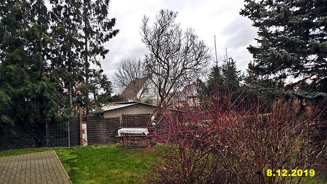 47  8.12.2019 - Sonntagsbilder - Fliederbaum (49) ! Temp: 6:77 9,1°C plus um 15:59 10,4°C plus / Frühnebel, Sichtweite unter 100 Meter / Es werden Höchsttemperaturen von 11° (gefühlt: 8°) und frischer Wind (35 km/h) aus Südsüdwest mit stürmischen Böen (67 km/h) erwartet. Es kommt zu Niederschlagsmengen von 0 - 2 l/m², die Niederschlagswahrscheinlichkeit beträgt 88%, die Sonne scheint 0,5 Stunden. Unwetterwarnung In Böen starker bis stürmischer Wind mit einzelnen Sturmböen bis 88 km/h !