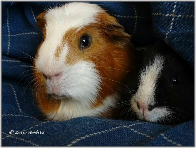 Schweinebande https://www.myheimat.de/langenhagen/freizeit/schweinebande-meerschweinchenhaltung-mit-boeckchen-d2984690.html (Foto: Katja Woidtke)