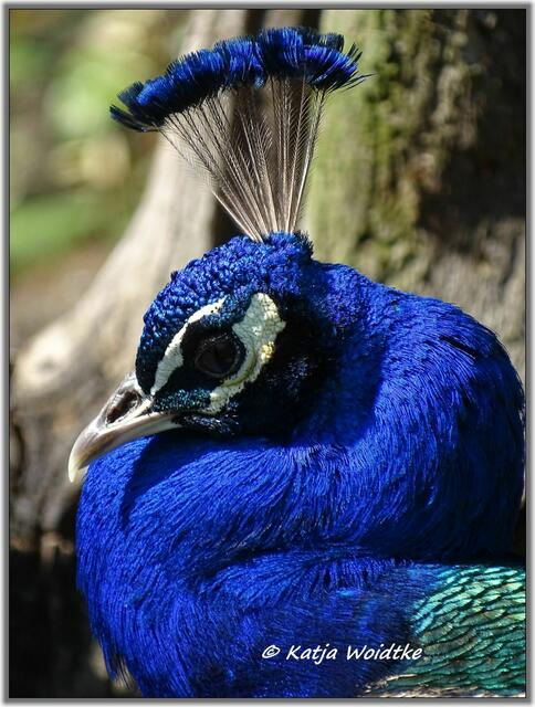 Blauer Pfau https://www.myheimat.de/langenhagen/natur/blauer-pfau-pavo-cristatus-d3020393.html (Foto: Katja Woidtke)