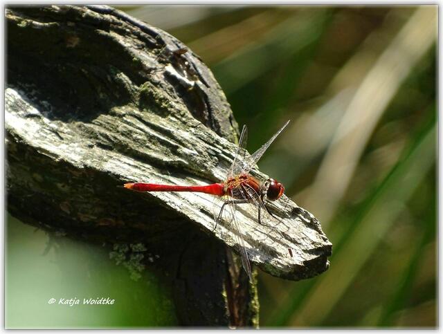 Moor-Erlbenispfad Resse https://www.myheimat.de/wedemark/natur/schaurig-schoen-unterwegs-auf-dem-moor-erlebnispfad-resse-d3067046.html (Foto: Katja Woidtke)