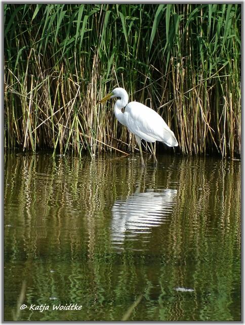 Stapelteiche https://www.myheimat.de/ronnenberg/natur/sommer-an-den-stapelteichen-d3043757.html (Foto: Katja Woidtke)