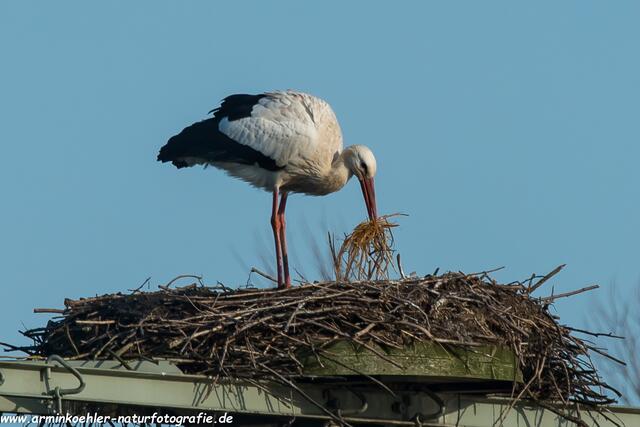 Beim Nestbau