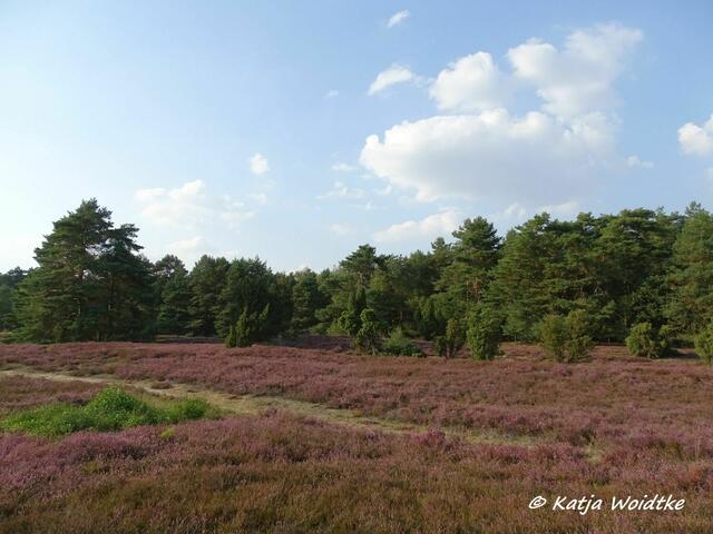 Heideblüte im Blanken Flat https://www.myheimat.de/neustadt-am-ruebenberge/natur/wenn-die-heide-blueht-auf-naturtour-ins-blanke-flat-d3071045.html (Foto: Katja Woidtke)