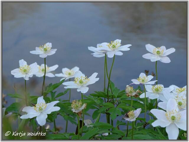 Frühlingsgefühle im Berggarten https://www.myheimat.de/hannover-herrenhausen/natur/fruehlingsgefuehle-durch-den-berggarten-im-april-d3016934.html (Foto: Katja Woidtke)