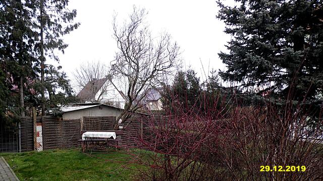 52  29.12.2019 - Sonntagsbilder - Fliederbaum (52) ! Temp: 6:16 5,7°C minus um 11:24 1,7°C minus / Es werden Höchsttemperaturen von 2° (gefühlt: -1°) und schwacher Wind (11 km/h) aus Südwest mit mäßigen Böen (20 km/h) erwartet. Es kommt zu Niederschlagsmengen von 0 l/m², die Niederschlagswahrscheinlichkeit beträgt 13%, die Sonne scheint 5,5 Stunden.