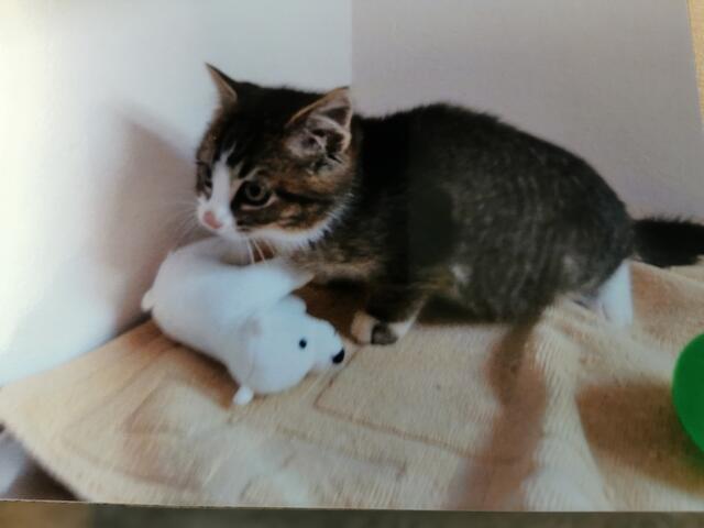 Tonic (Pflegestelle)