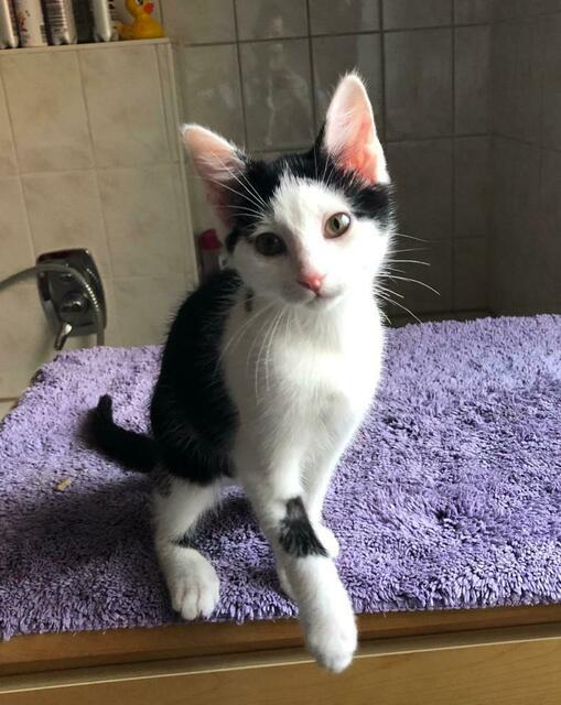 Cassy (Pflegestelle)