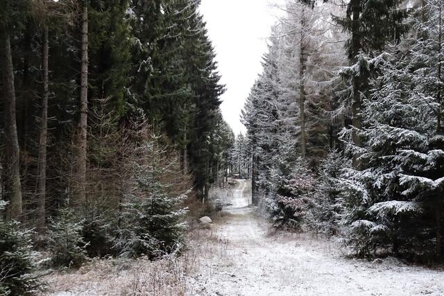 hier mitten durch den Wald geht eine Loipe lang