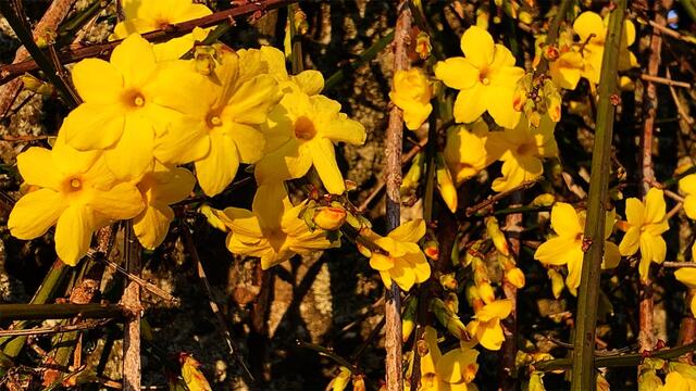1. 1. Januar 2020. Im Stadtpark in Hannover am Congress Centrum. 1

Winter-Jasmin, Winterjasmin, Nacktblütiger Jasmin, 
Gelber Winterjasmin und Echter Winterjasmin.