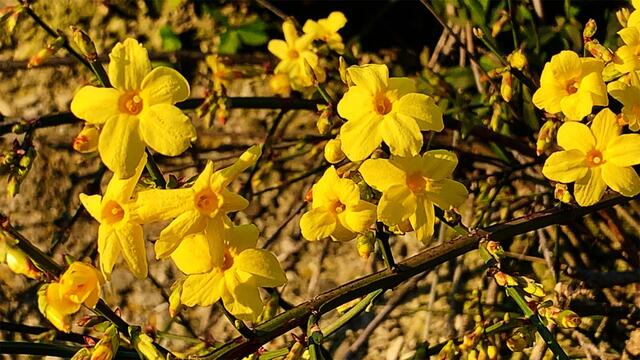 1. 1. Januar 2020. Im Stadtpark in Hannover am Congress Centrum. 1

Winter-Jasmin, Winterjasmin, Nacktblütiger Jasmin, 
Gelber Winterjasmin und Echter Winterjasmin.