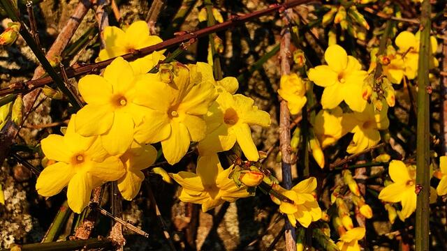 1. 1. Januar 2020. Im Stadtpark in Hannover am Congress Centrum. 1

Winter-Jasmin, Winterjasmin, Nacktblütiger Jasmin, 
Gelber Winterjasmin und Echter Winterjasmin.