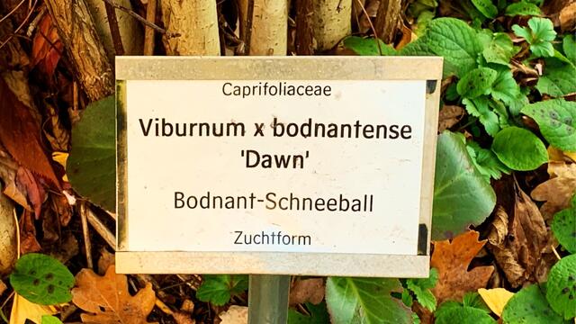 1. 1. Januar 2020. Im Stadtpark in Hannover am Congress Centrum. 1