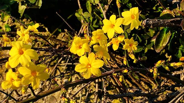 1. 1. Januar 2020. Im Stadtpark in Hannover am Congress Centrum. 1

Winter-Jasmin, Winterjasmin, Nacktblütiger Jasmin, 
Gelber Winterjasmin und Echter Winterjasmin.