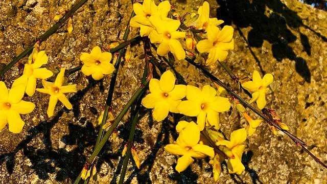 1. 1. Januar 2020. Im Stadtpark in Hannover am Congress Centrum. 1

Winter-Jasmin, Winterjasmin, Nacktblütiger Jasmin, 
Gelber Winterjasmin und Echter Winterjasmin.