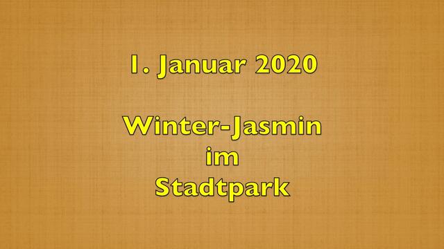 1. 1. Januar 2020. Im Stadtpark in Hannover am Congress Centrum. 1

Winter-Jasmin, Winterjasmin, Nacktblütiger Jasmin, 
Gelber Winterjasmin und Echter Winterjasmin.