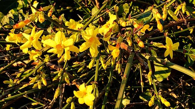 1. 1. Januar 2020. Im Stadtpark in Hannover am Congress Centrum. 1

Winter-Jasmin, Winterjasmin, Nacktblütiger Jasmin, 
Gelber Winterjasmin und Echter Winterjasmin.