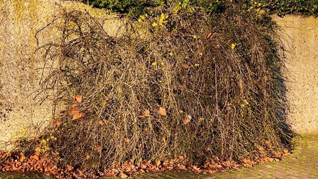 1. 1. Januar 2020. Im Stadtpark in Hannover am Congress Centrum. 1

Winter-Jasmin, Winterjasmin, Nacktblütiger Jasmin, 
Gelber Winterjasmin und Echter Winterjasmin.