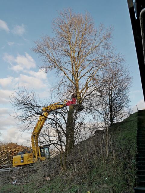 Es ist 15:51:38 Uhr. Der Baum ist "halbiert".