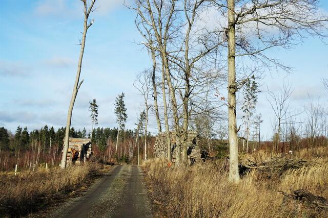 die Schornsteinlinie, sie führt zum ehemaligen Standort des 85 m hohen Abluftschornstein auf dem linken Selketalhang oberhalb von Silberhütte