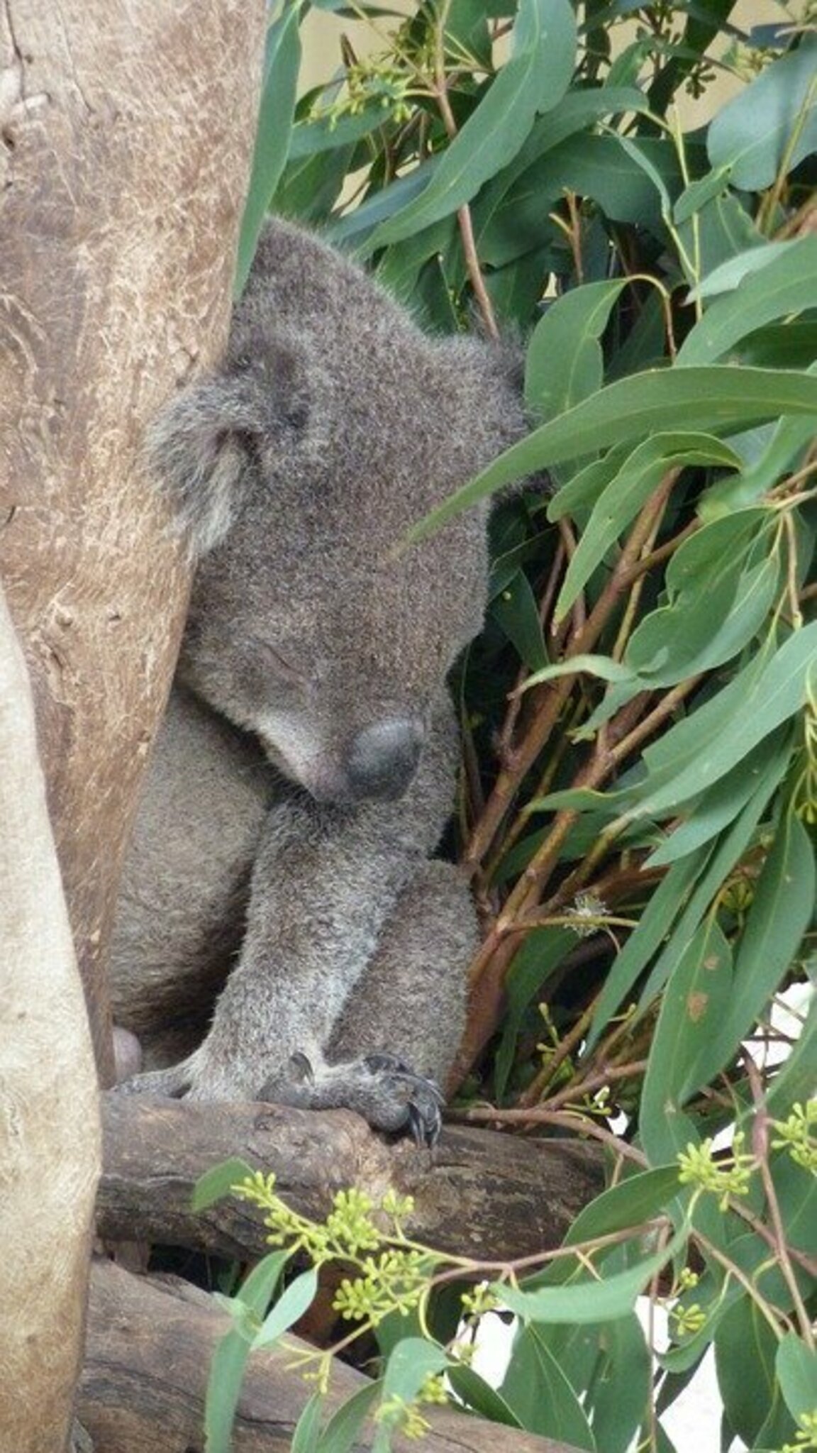 Danke Tiernotruf E V Fliegt Nach Australien D sseldorf