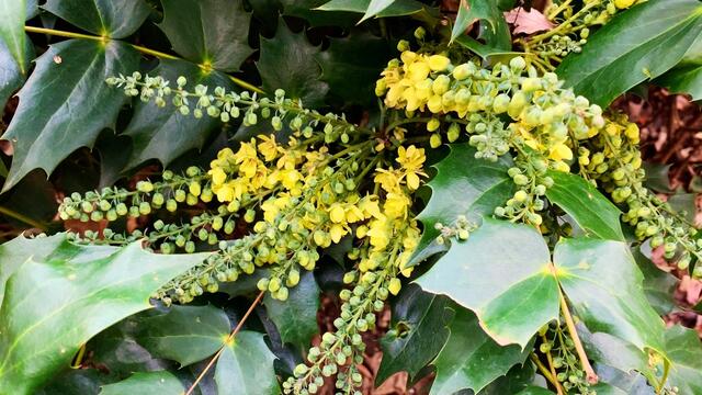 17. Januar 2020. Erlebnis-Zoo Hannover.