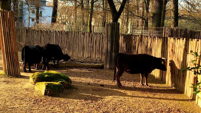 17. Januar 2020. Erlebnis-Zoo Hannover.