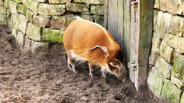 17. Januar 2020. Erlebnis-Zoo Hannover.