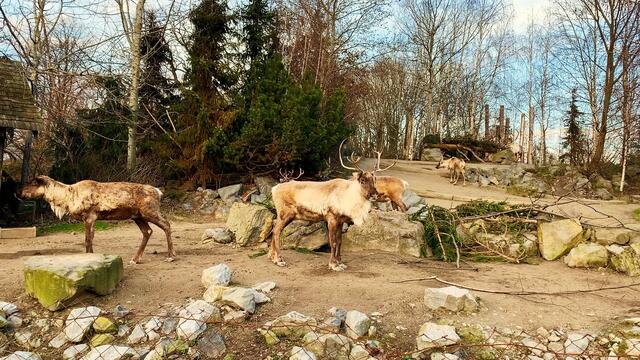 17. Januar 2020. Erlebnis-Zoo Hannover.